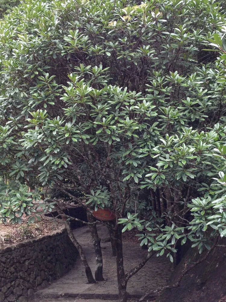 photinia serratifolia plant showing characteristic features