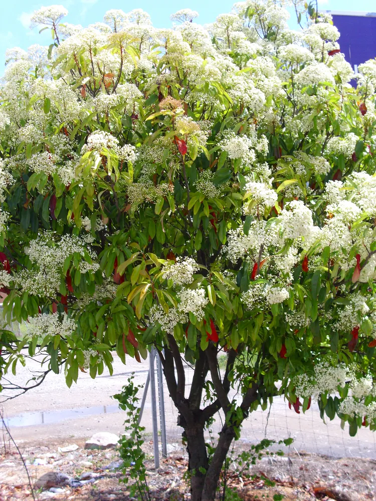 photinia serratifolia plant showing characteristic features