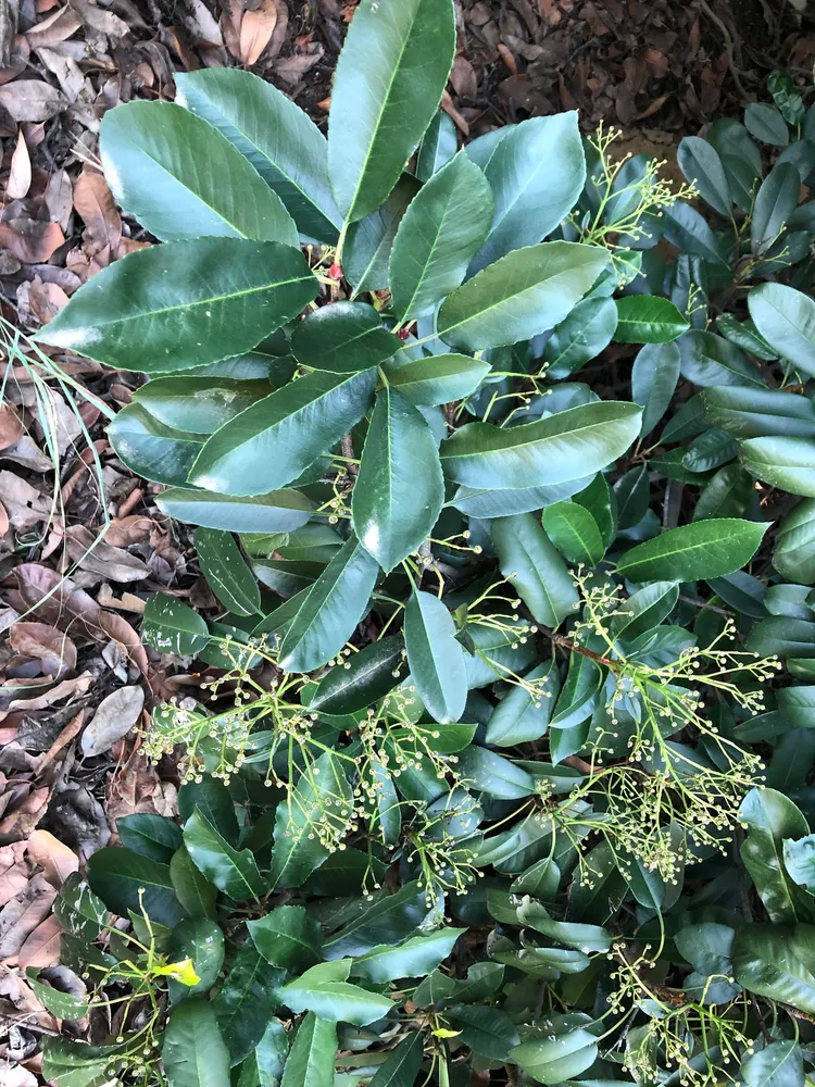 photinia serratifolia plant showing characteristic features