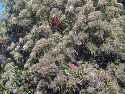thumbnail photinia serratifolia