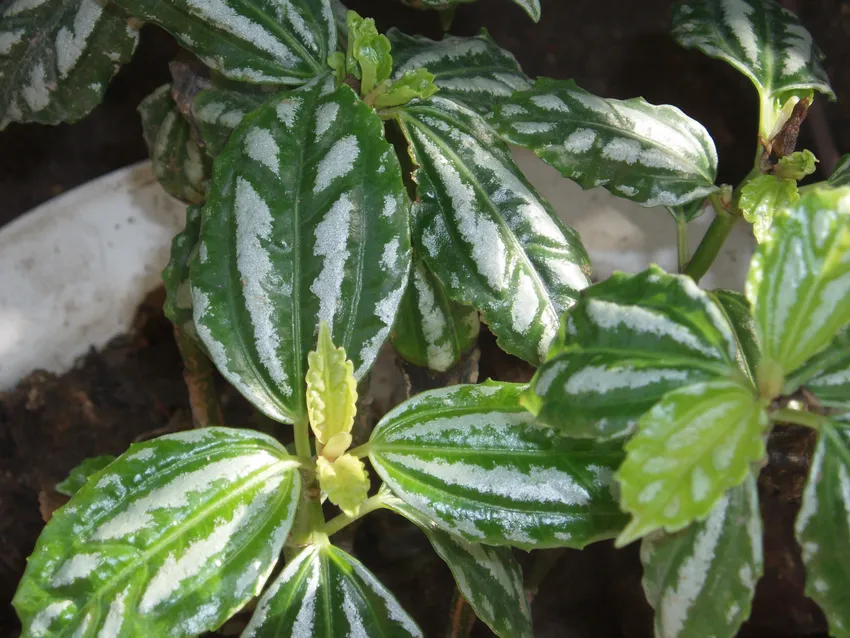 pilea cadierei plant showing characteristic features