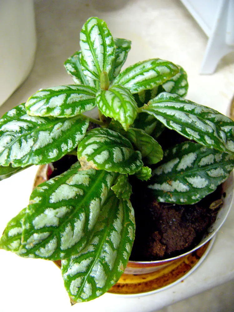 pilea cadierei plant showing characteristic features