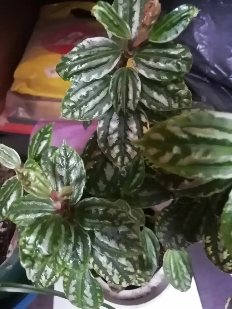 pilea cadierei plant showing characteristic features