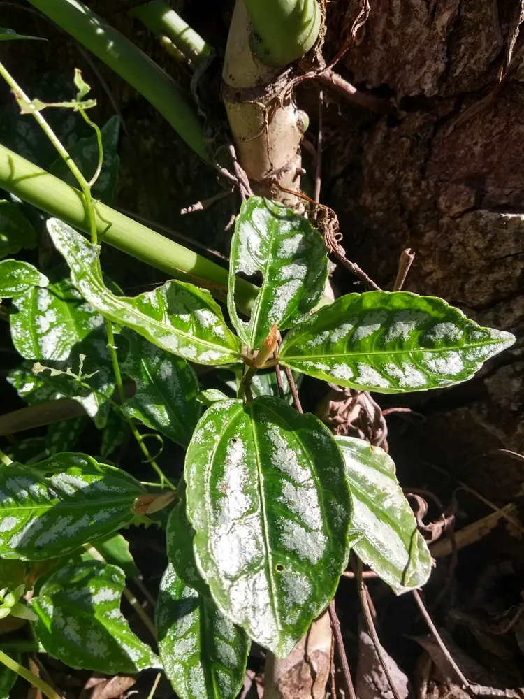 pilea cadierei plant showing characteristic features