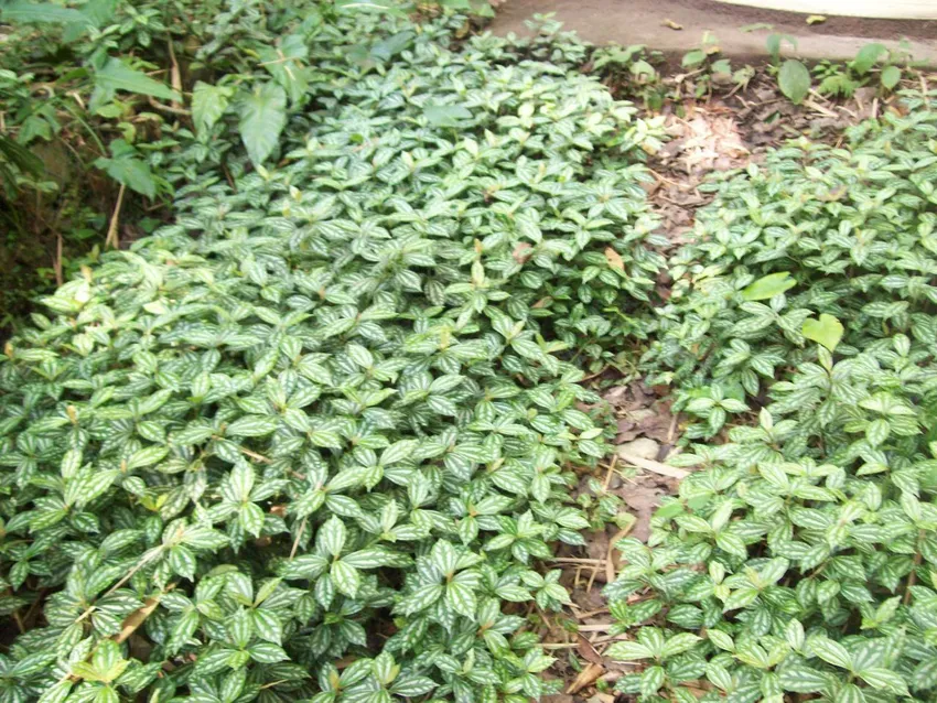 pilea cadierei plant showing characteristic features