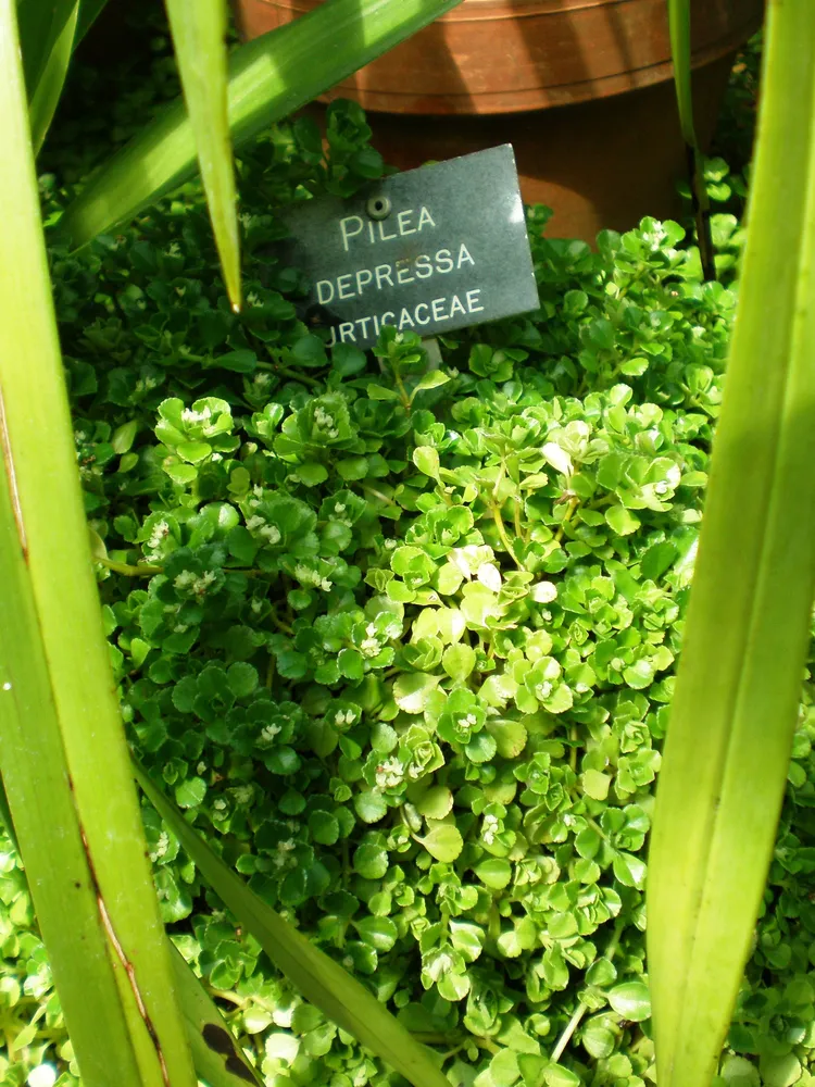 pilea depressa plant showing characteristic features