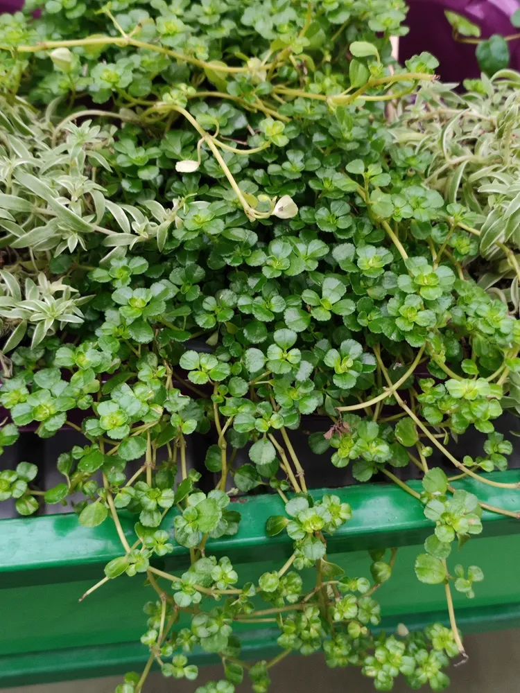 pilea depressa plant showing characteristic features