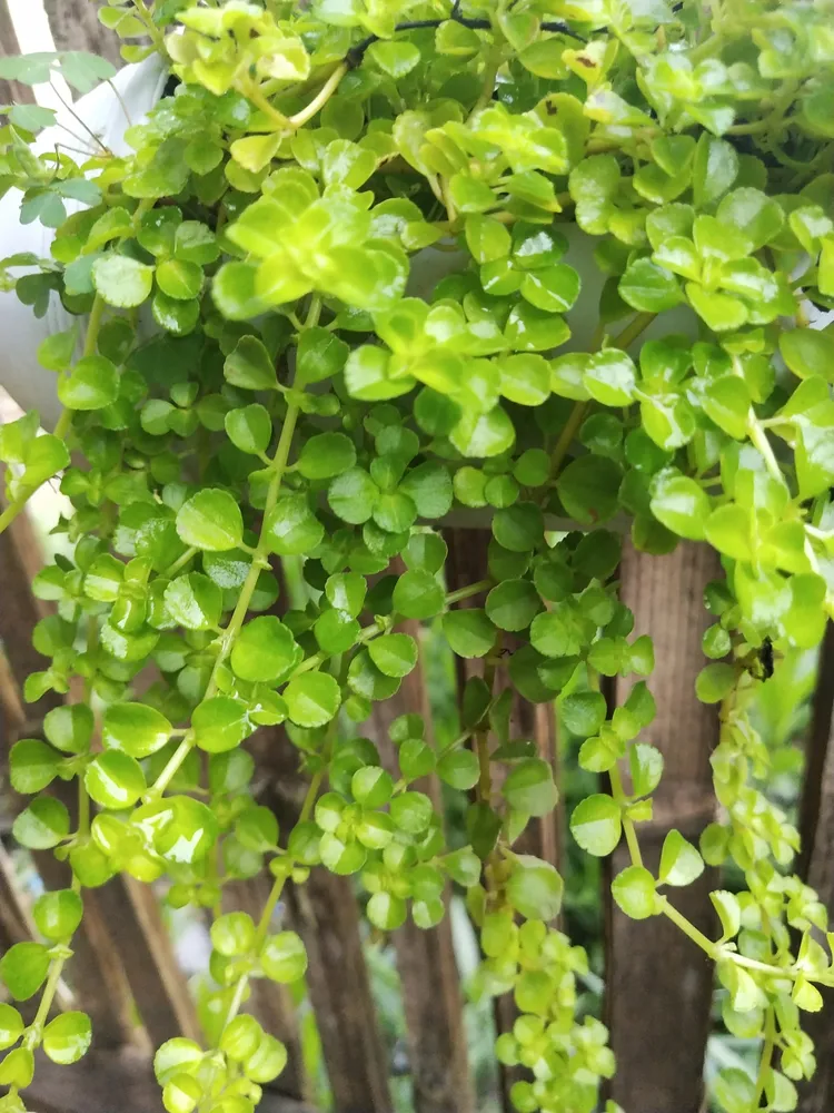 pilea depressa plant showing characteristic features