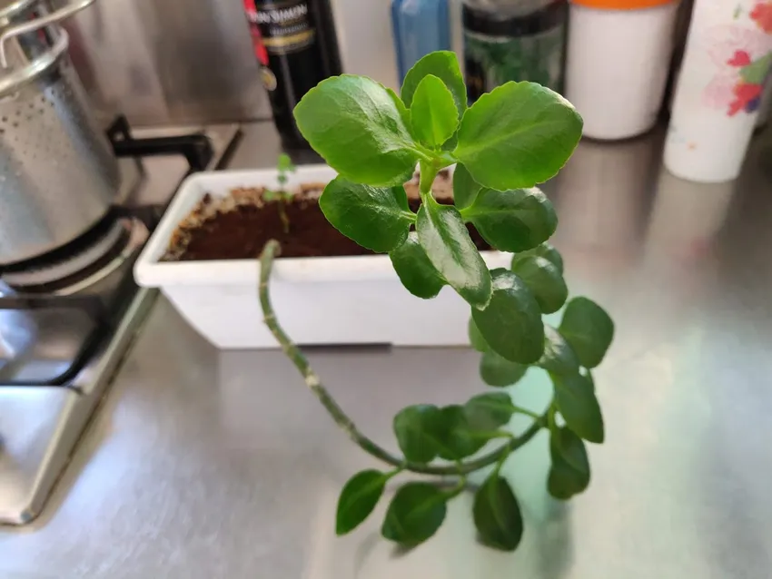 pilea depressa plant showing characteristic features