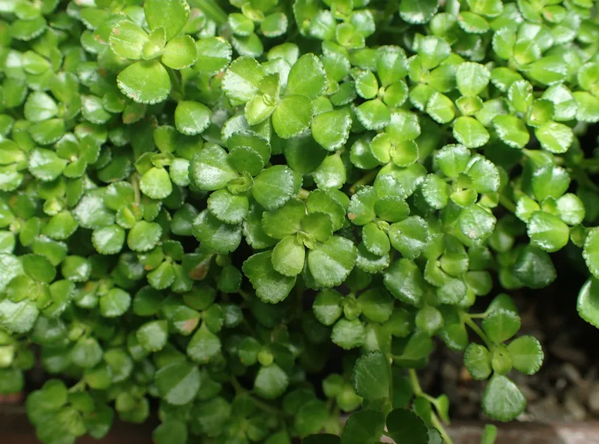 pilea depressa plant showing characteristic features