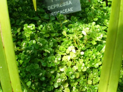 pilea depressa thumbnail