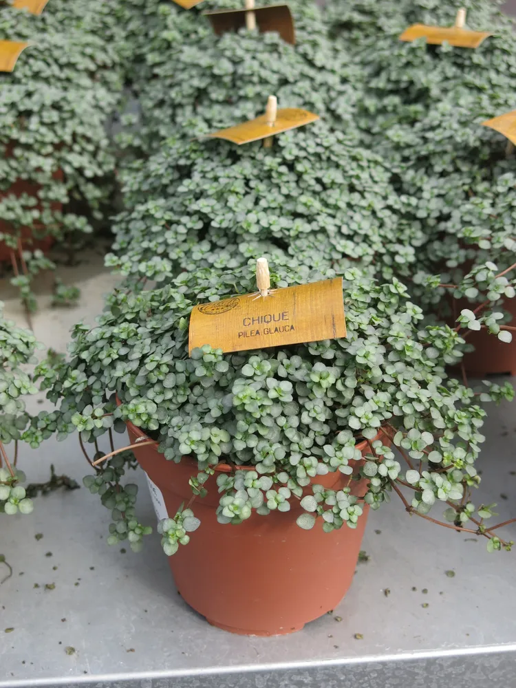 pilea glauca plant showing characteristic features