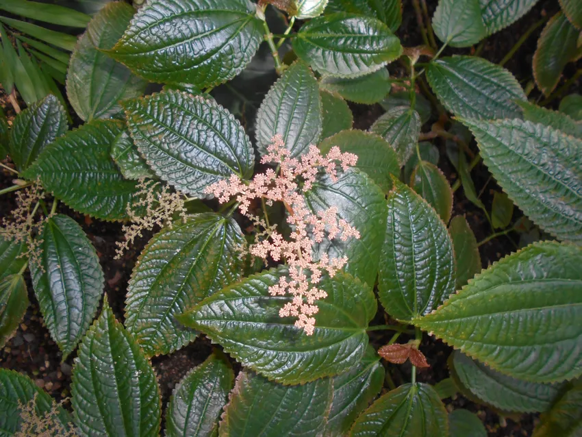 pilea grandifolia plant showing characteristic features