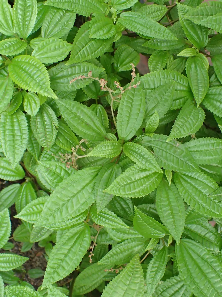 pilea grandifolia plant showing characteristic features