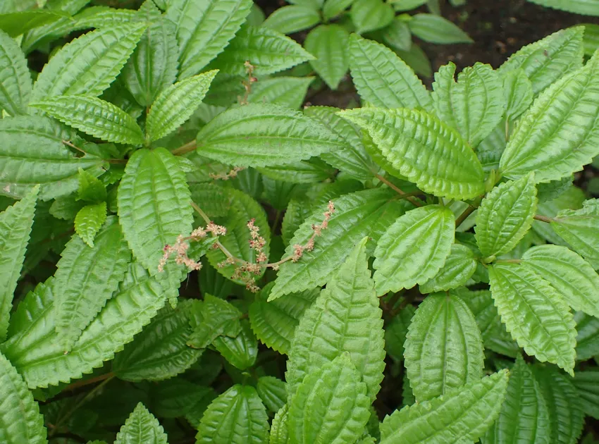 pilea grandifolia plant showing characteristic features