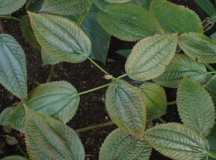 pilea grandifolia plant showing characteristic features