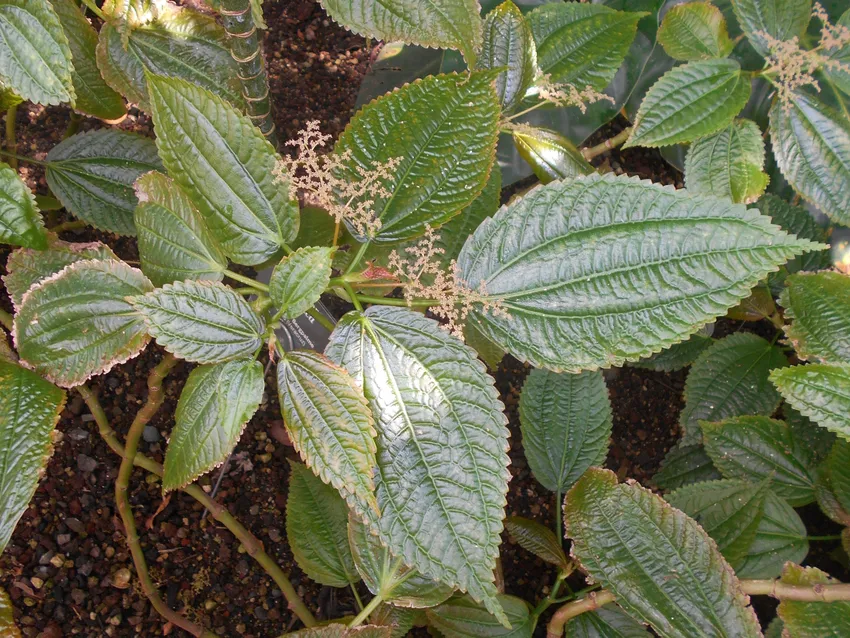 pilea grandifolia plant showing characteristic features