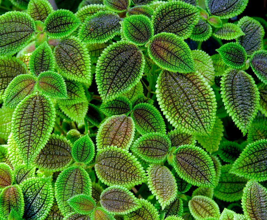 pilea involucrata plant showing characteristic features