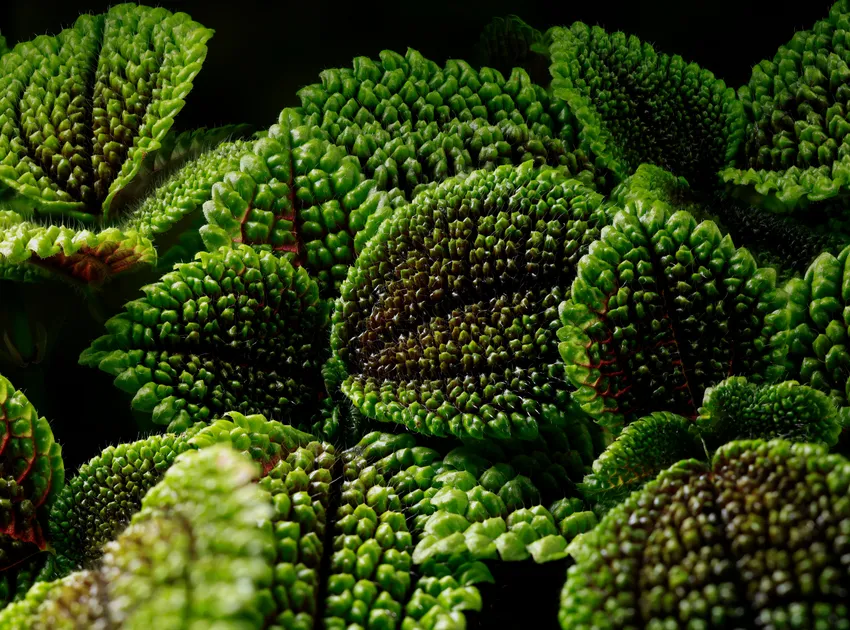 pilea moon valley plant showing characteristic features