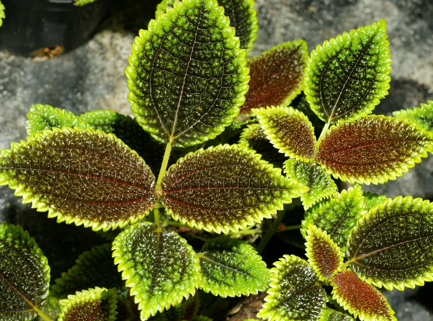 pilea moon valley plant showing characteristic features