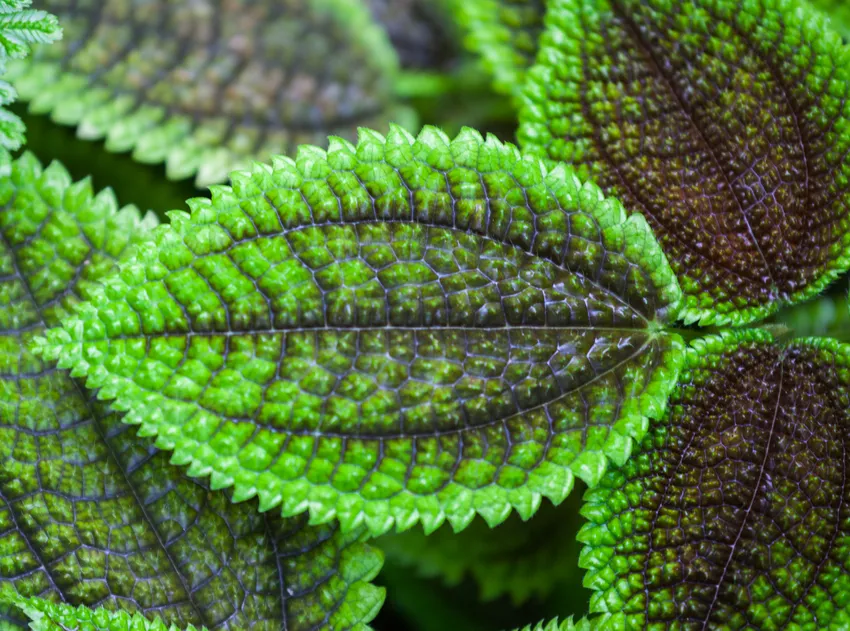 pilea involucrata plant showing characteristic features