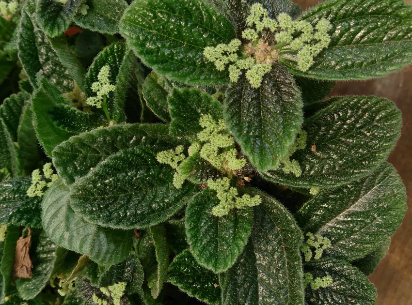 pilea involucrata plant showing characteristic features