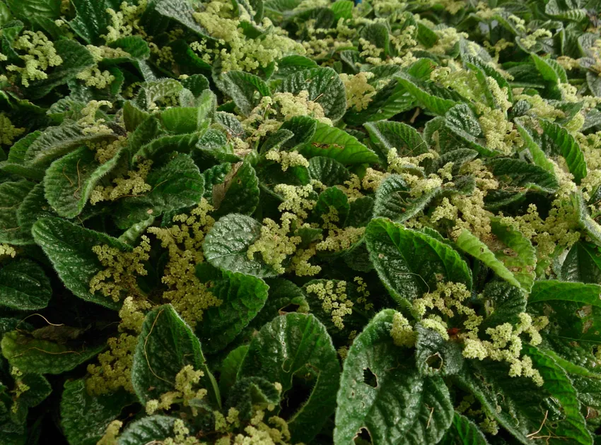 pilea involucrata plant showing characteristic features