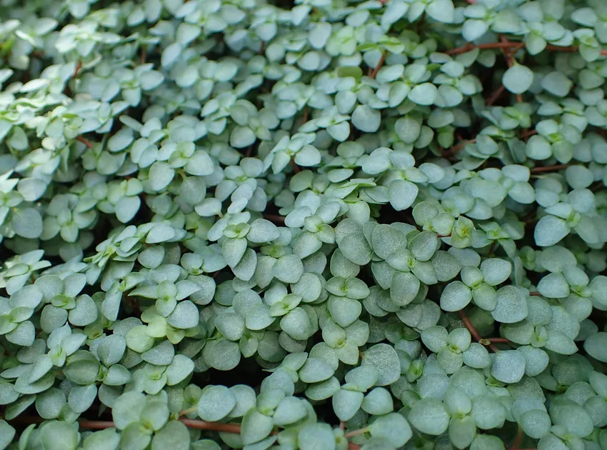 pilea libanensis plant showing characteristic features