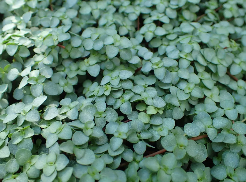 pilea libanensis plant showing characteristic features