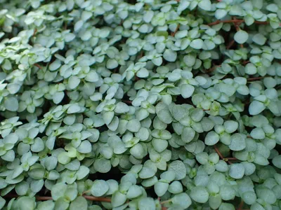 pilea libanensis thumbnail