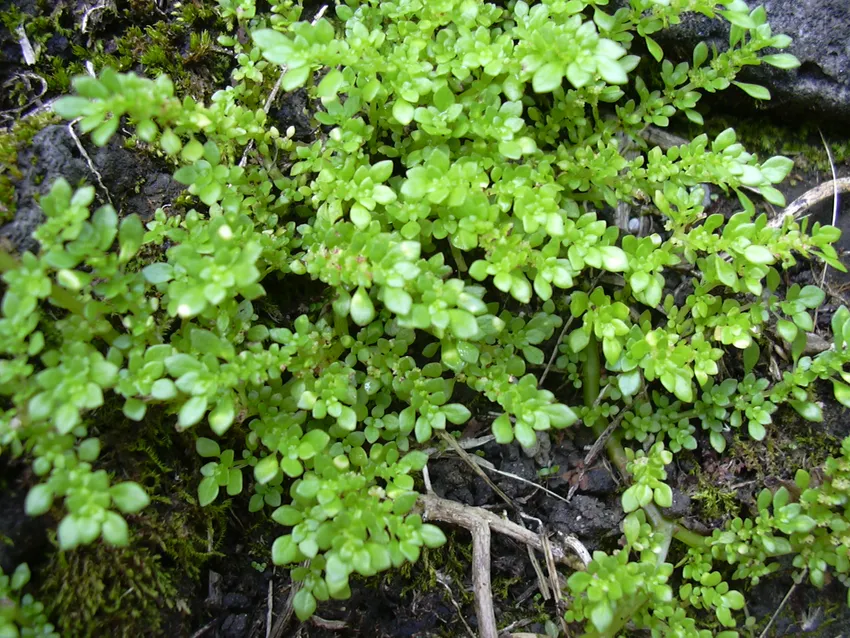 pilea microphylla plant showing characteristic features