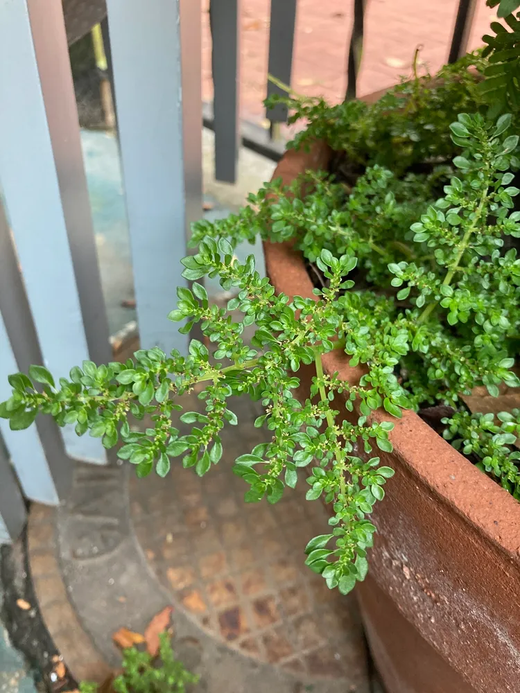 pilea microphylla plant showing characteristic features