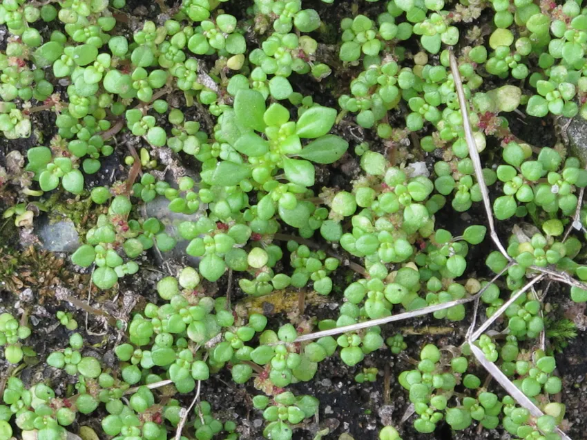 pilea microphylla plant showing characteristic features