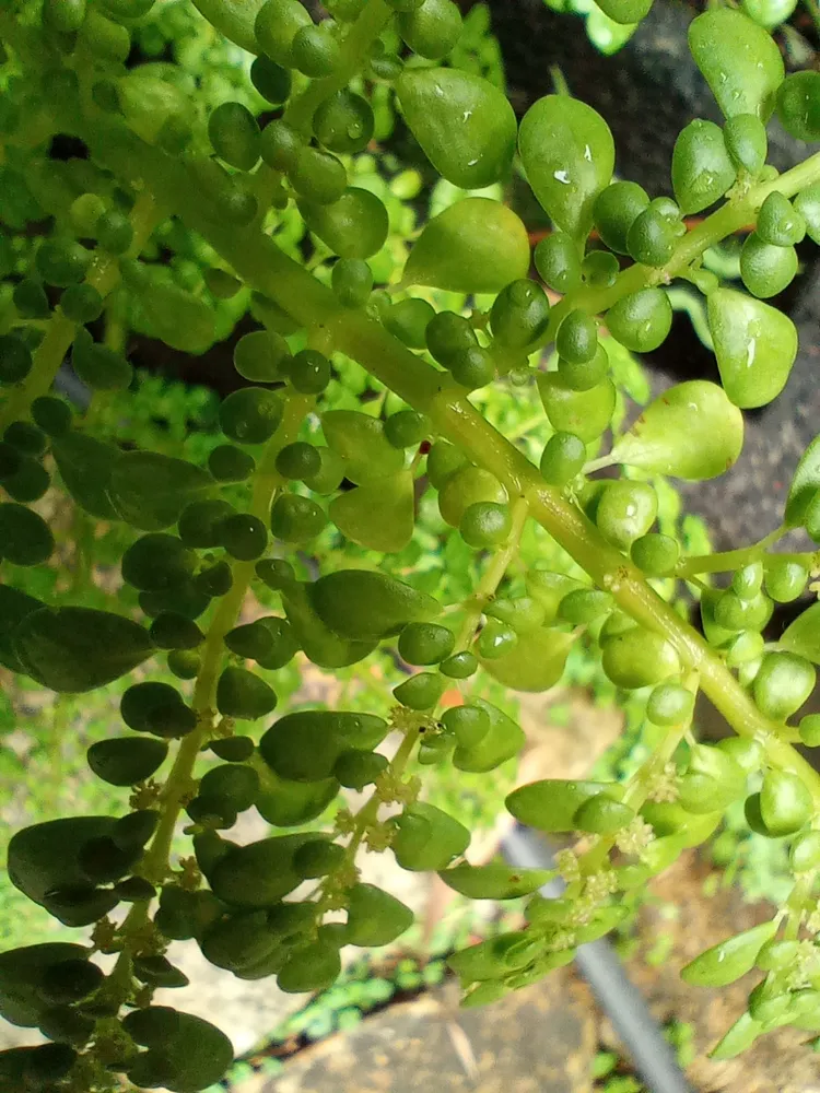 pilea microphylla plant showing characteristic features