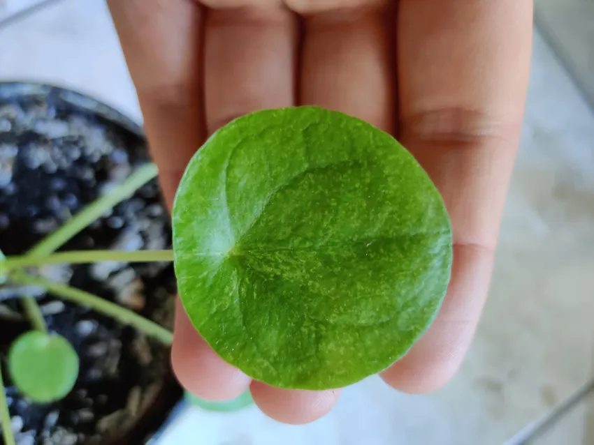 pilea mojito plant showing characteristic features