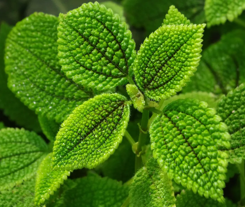 pilea mollis plant showing characteristic features