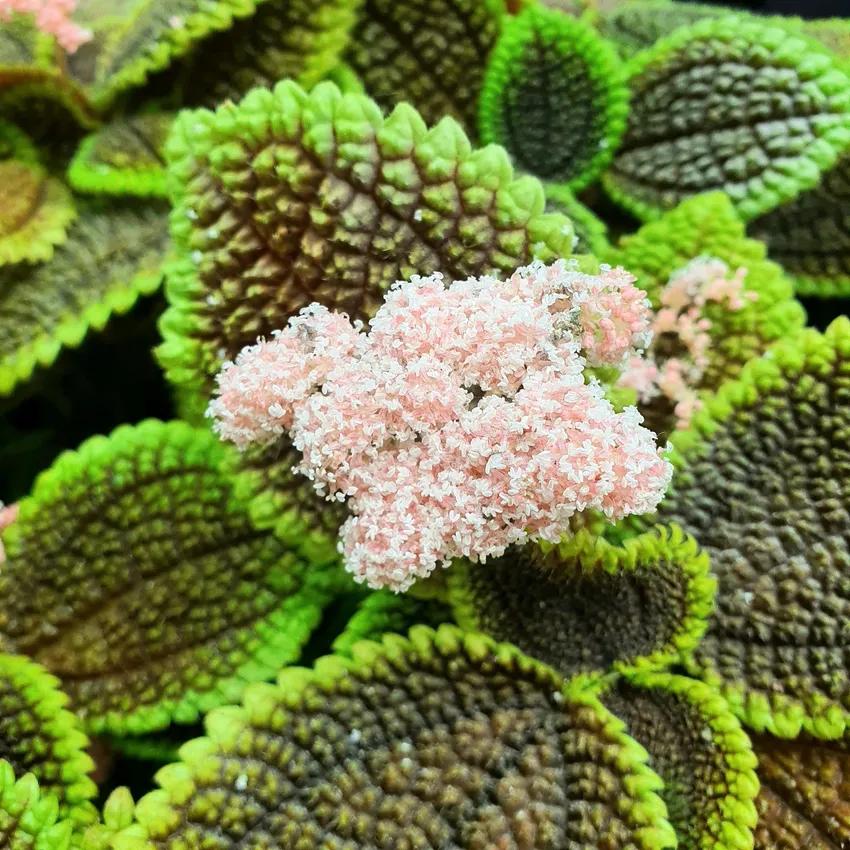 pilea mollis plant showing characteristic features