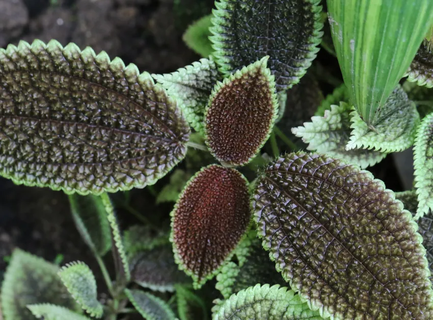 pilea mollis plant showing characteristic features