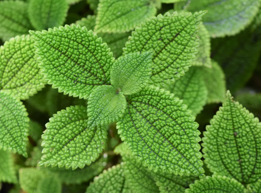 pilea mollis plant showing characteristic features