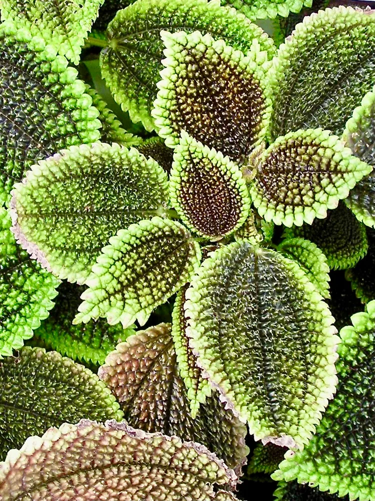 pilea mollis plant showing characteristic features