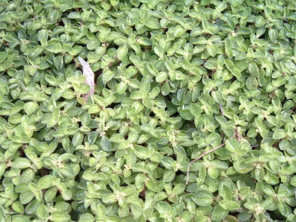 pilea nummulariifolia plant showing characteristic features