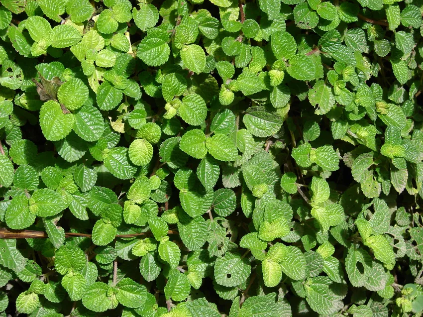 pilea nummulariifolia plant showing characteristic features