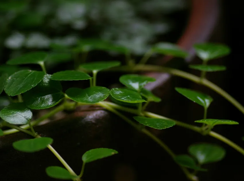 pilea nummulariifolia plant showing characteristic features