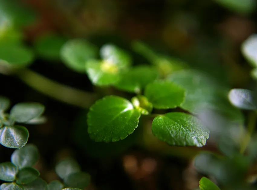 pilea nummulariifolia plant showing characteristic features