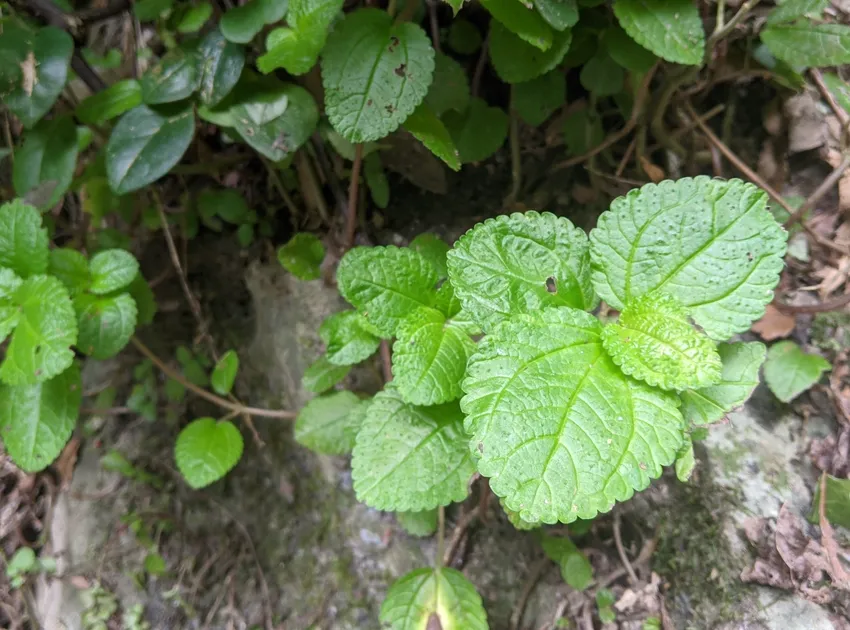 pilea nummulariifolia plant showing characteristic features