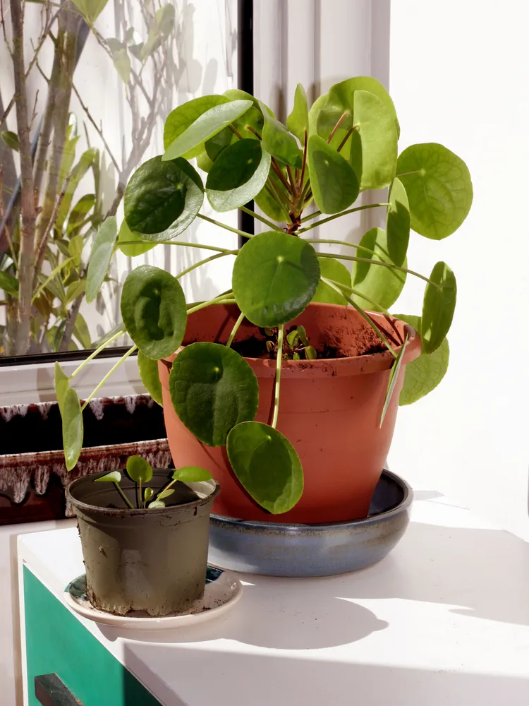 pilea peperomioides plant showing characteristic features