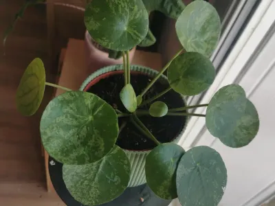 pilea mojito thumbnail