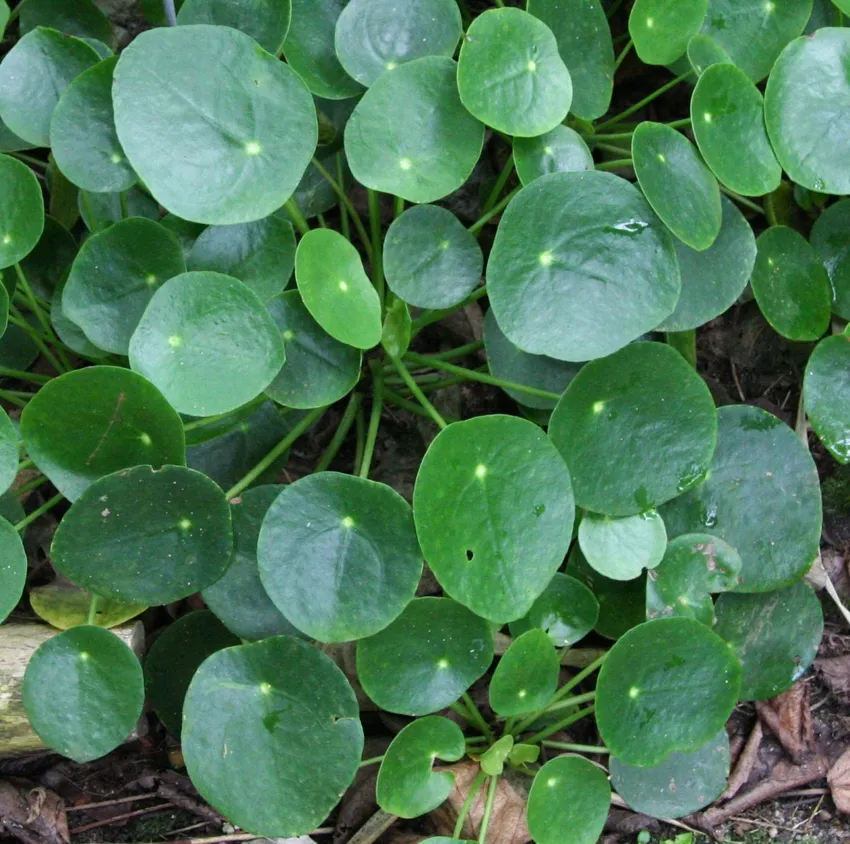 pilea peperomioides plant showing characteristic features