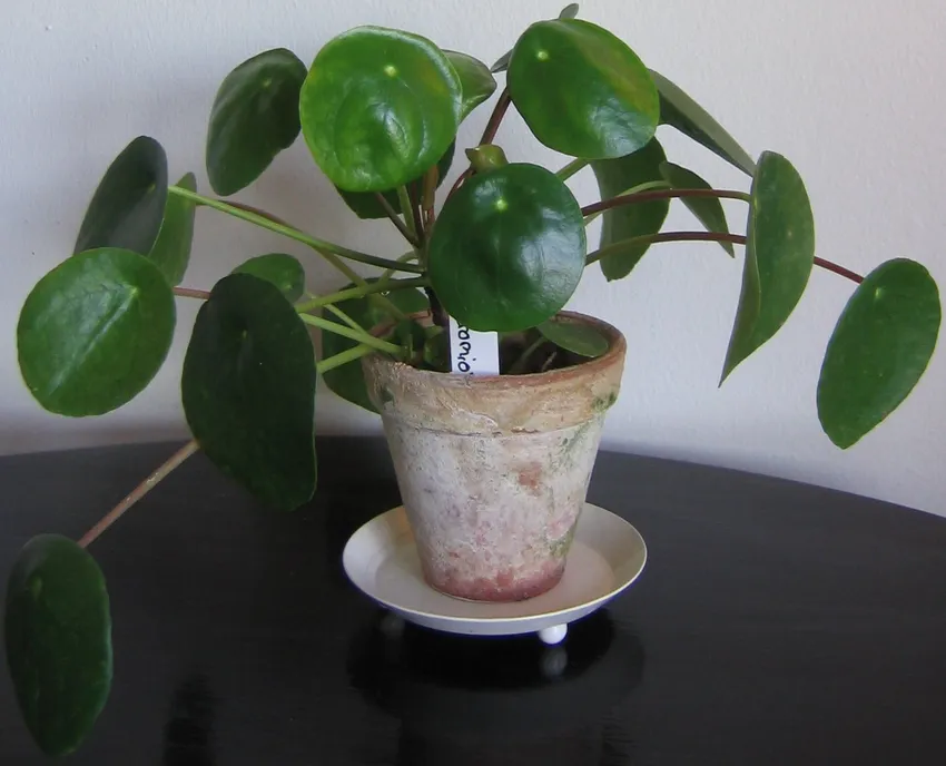 pilea peperomioides plant showing characteristic features