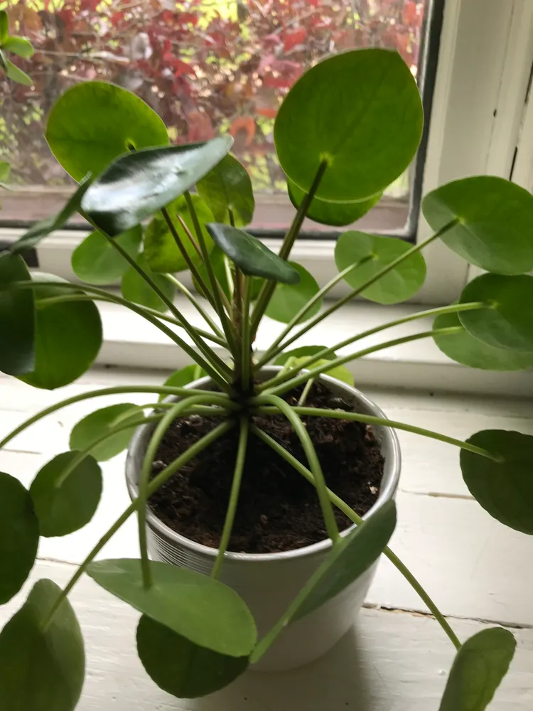 pilea peperomioides plant showing characteristic features